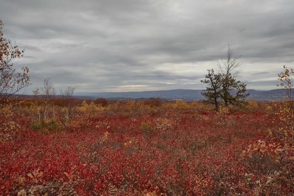 Eales Preserve at Moosic Mountain