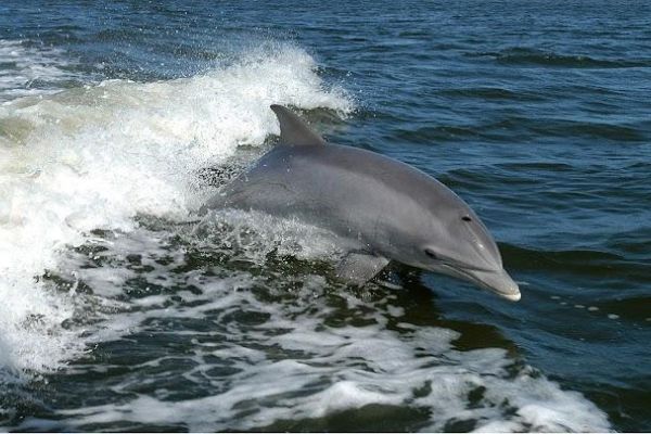 Anna Maria Island Dolphin Tours