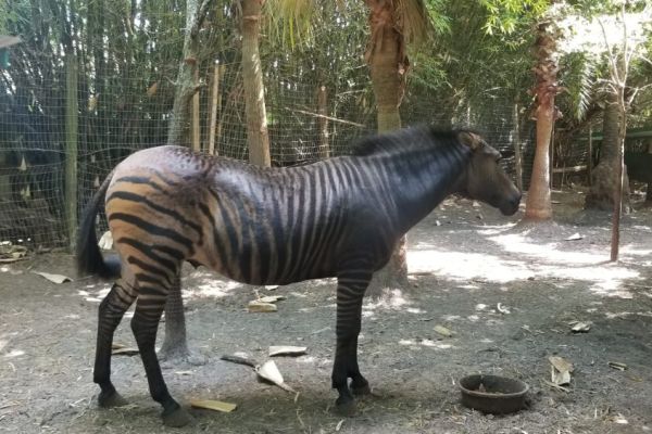 HorsePower for Kids & Animal Sanctuary