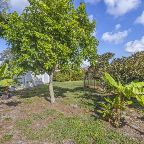 Banana palms and avocado trees in your backyard oasis.