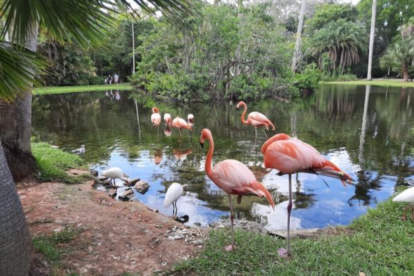 Sarasota Jungle Gardens – flamingos, reptiles, animal shows, petting zoo