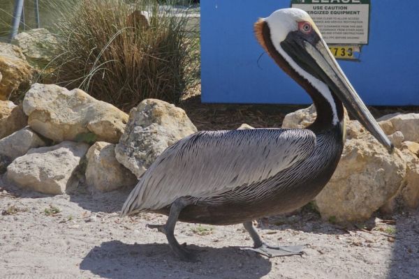 Seaside Seabird Sanctuary