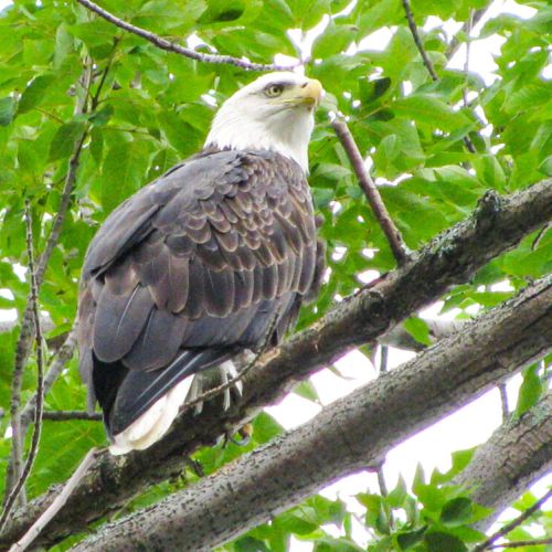 Love watching the bald eagles soar by the house.