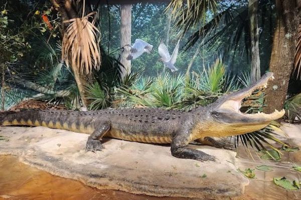 The Bishop Museum of Science and Nature