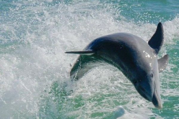 Egmont Key Snorkeling Dolphin Tour