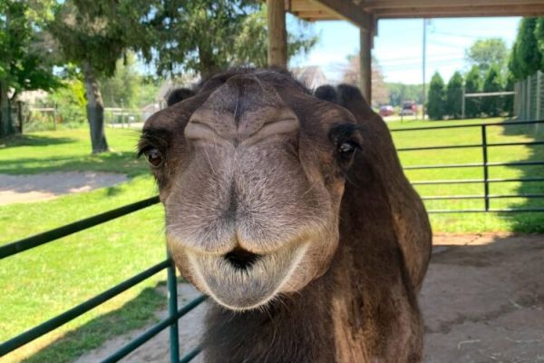 Safari Farm Petting Zoo