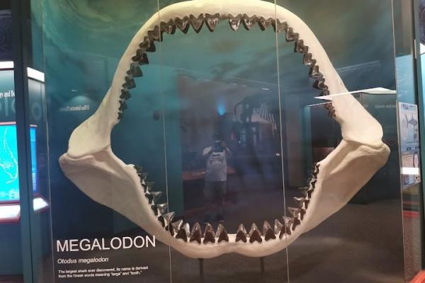 The Bishop Museum of Science and Nature