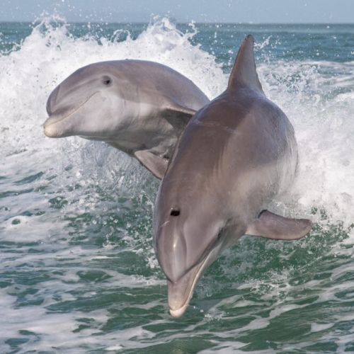 Get out on the water and enjoy the playful dolphins!