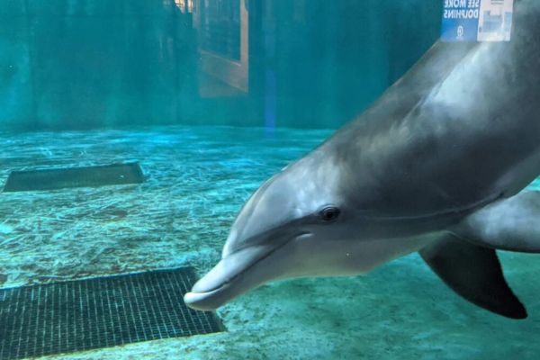 Clearwater Marine Aquarium