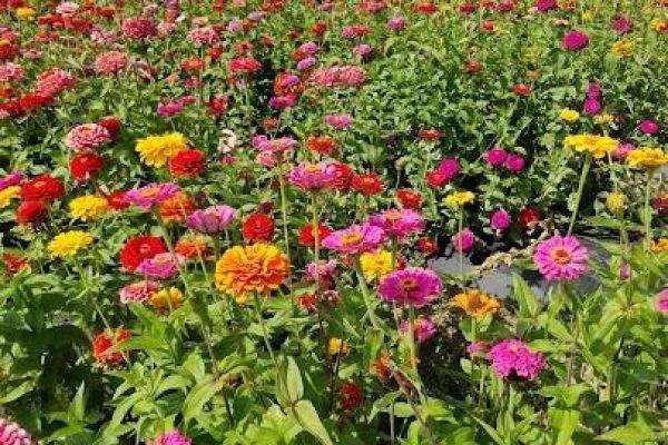 Lakeland Orchard & Cidery