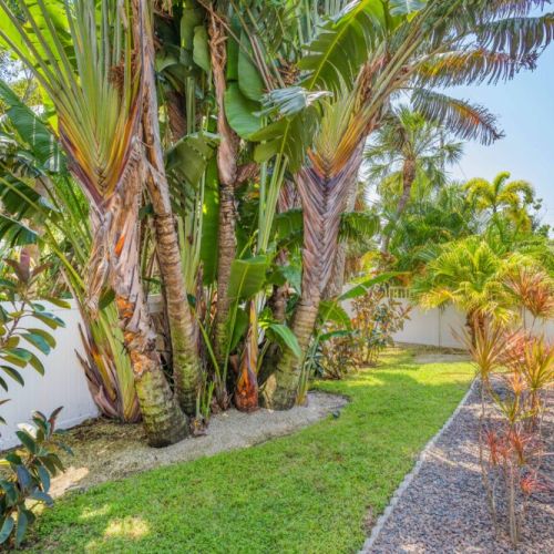 Tropical fenced in yard.