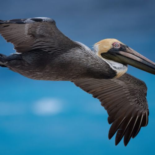 Enjoy all of the beautiful wildlife including my favorite birds!